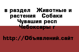  в раздел : Животные и растения » Собаки . Чувашия респ.,Чебоксары г.